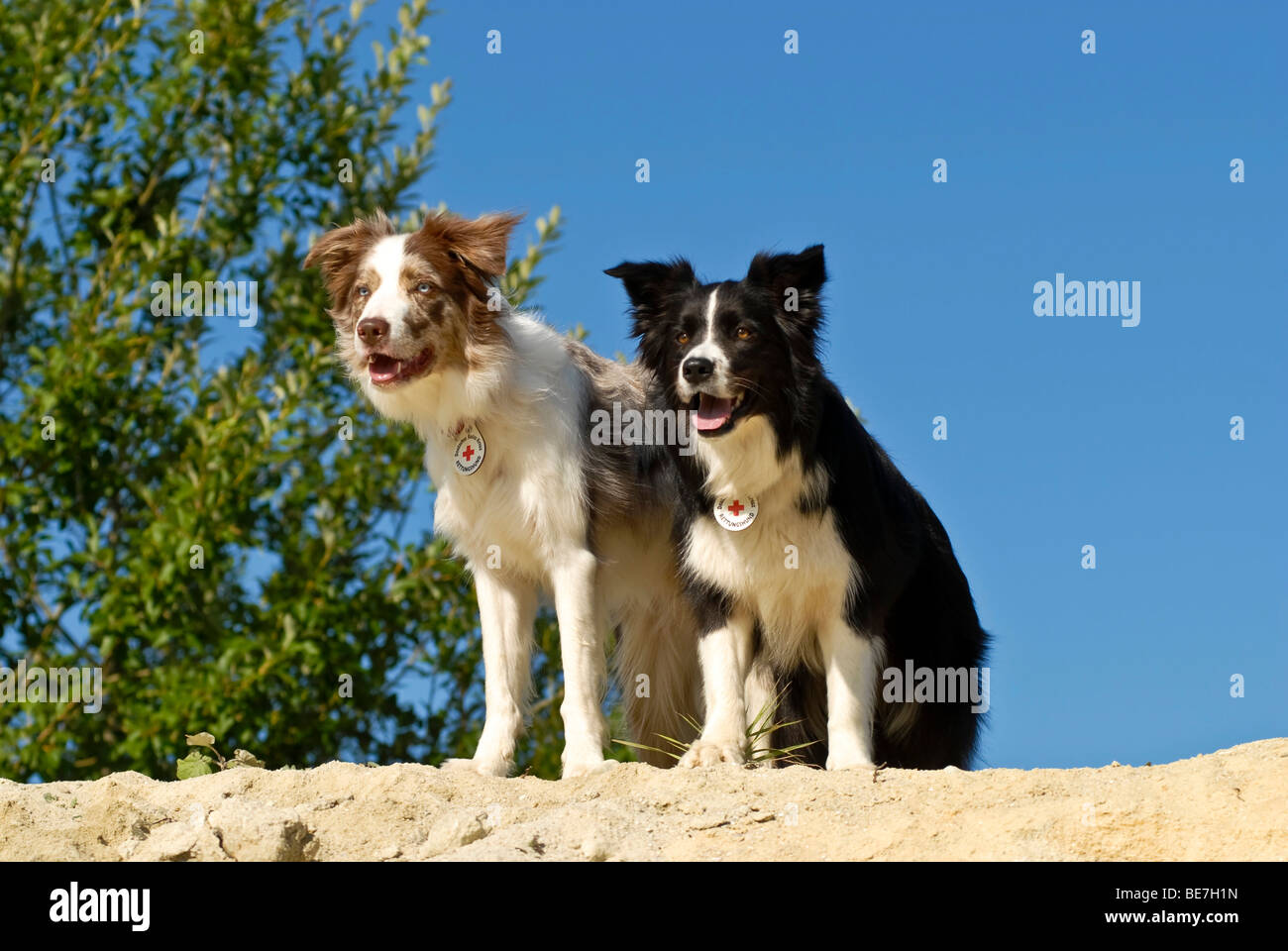 Two Border Collies standing next to each other Stock Photo