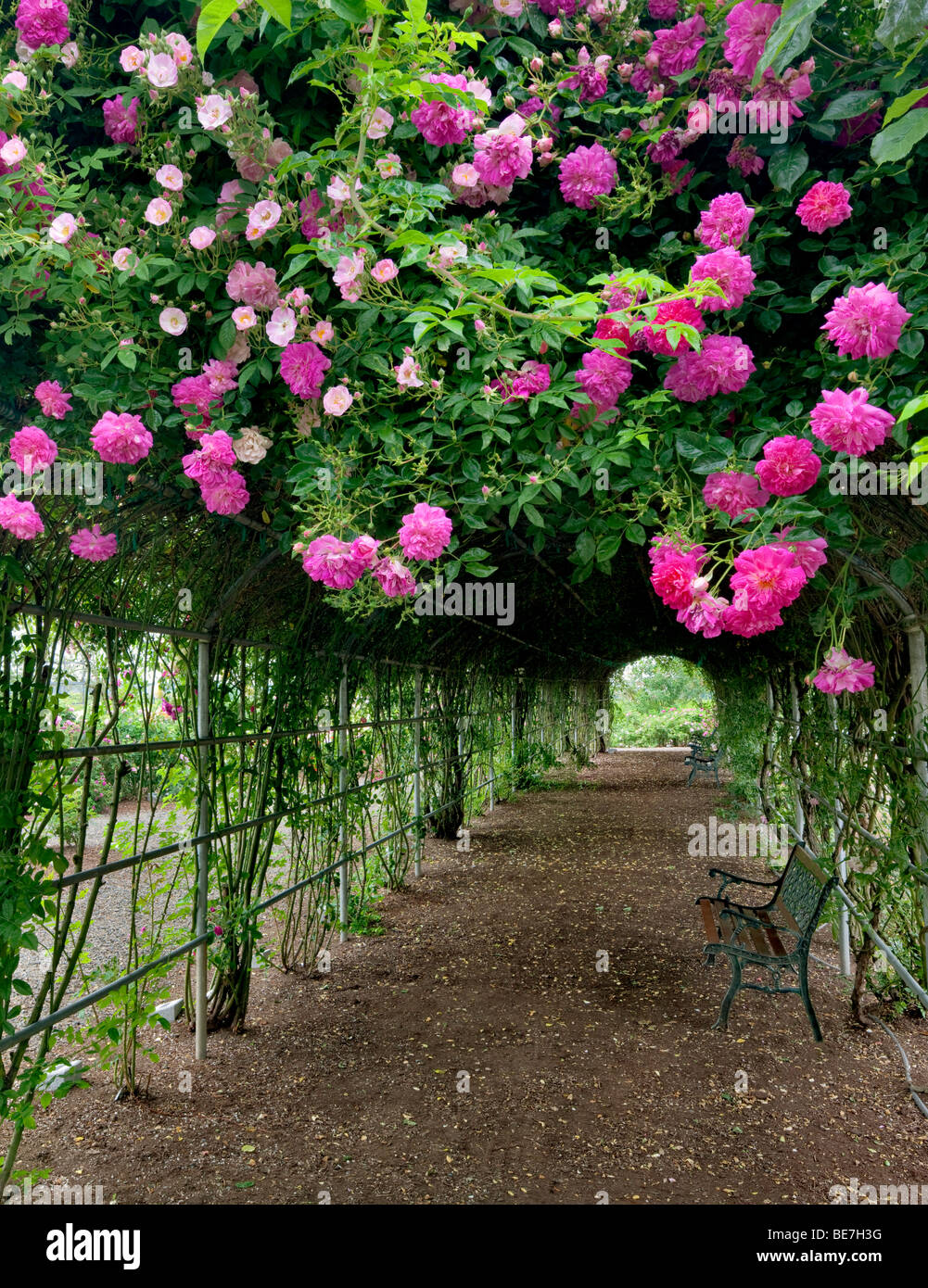 Tunnel through climbing roses. Heirloom Gardens. St. Paul, Oregon Stock Photo
