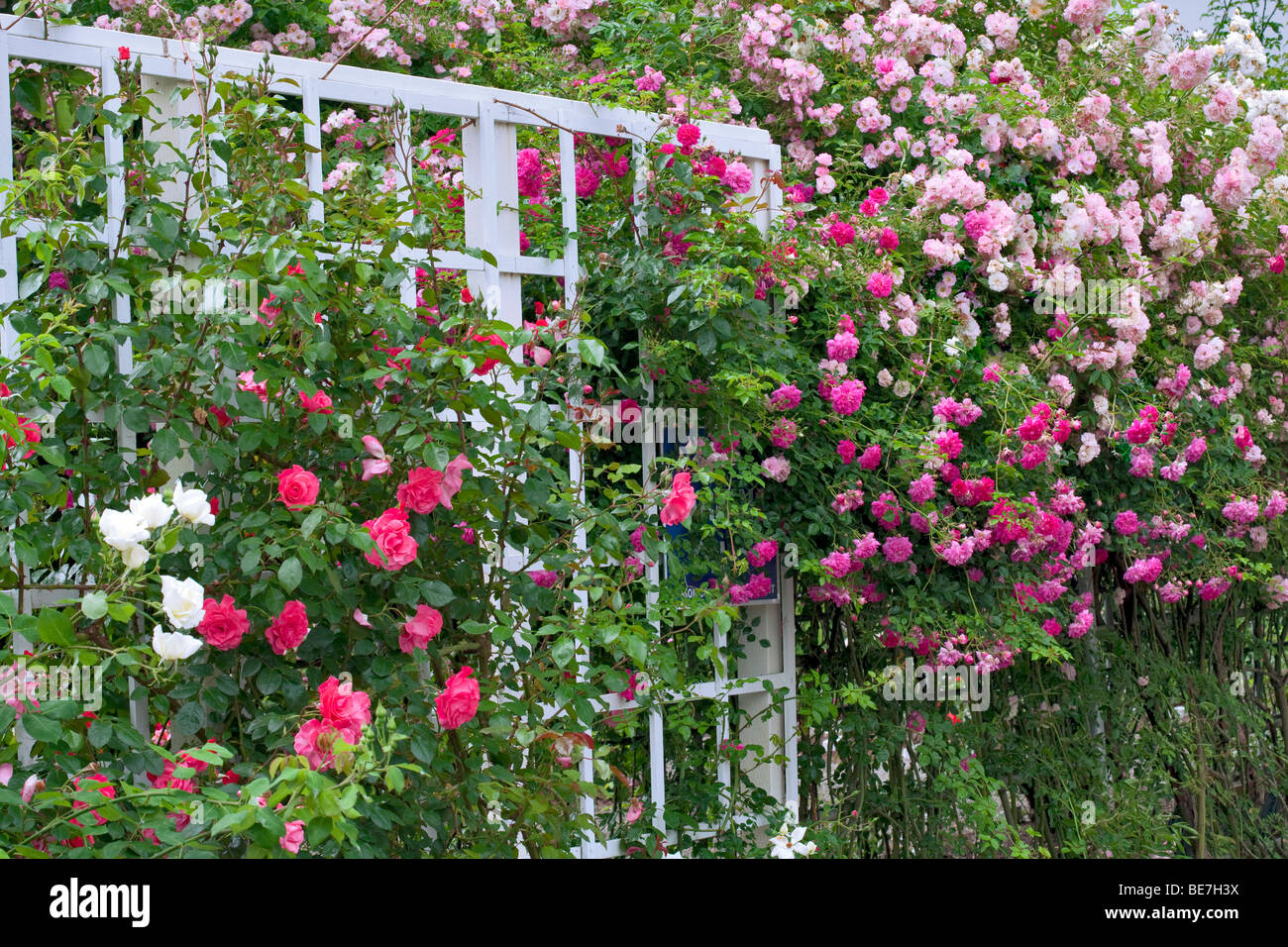 Climbing roses on arbor at Heirloom Gardens, St. Paul, Oregon Stock Photo