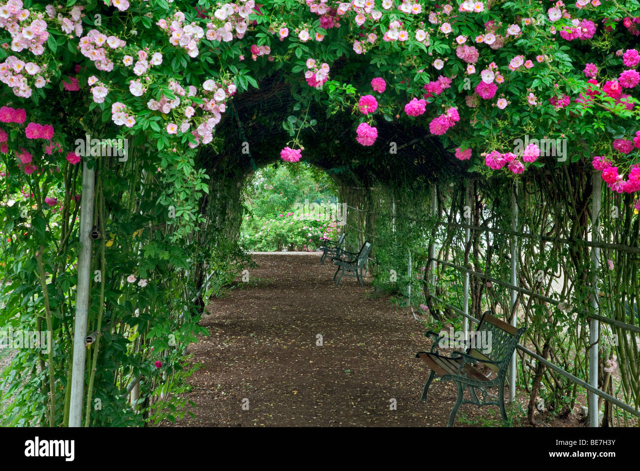 Tunnel through climbing roses. Heirloom Gardens. St. Paul, Oregon Stock Photo