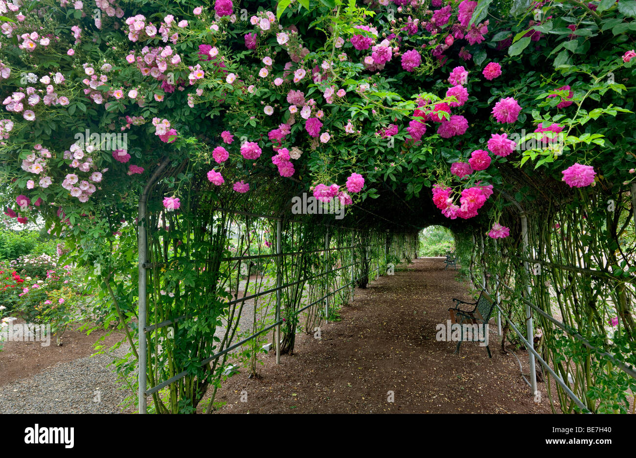 Tunnel through climbing roses. Heirloom Gardens. St. Paul, Oregon Stock Photo