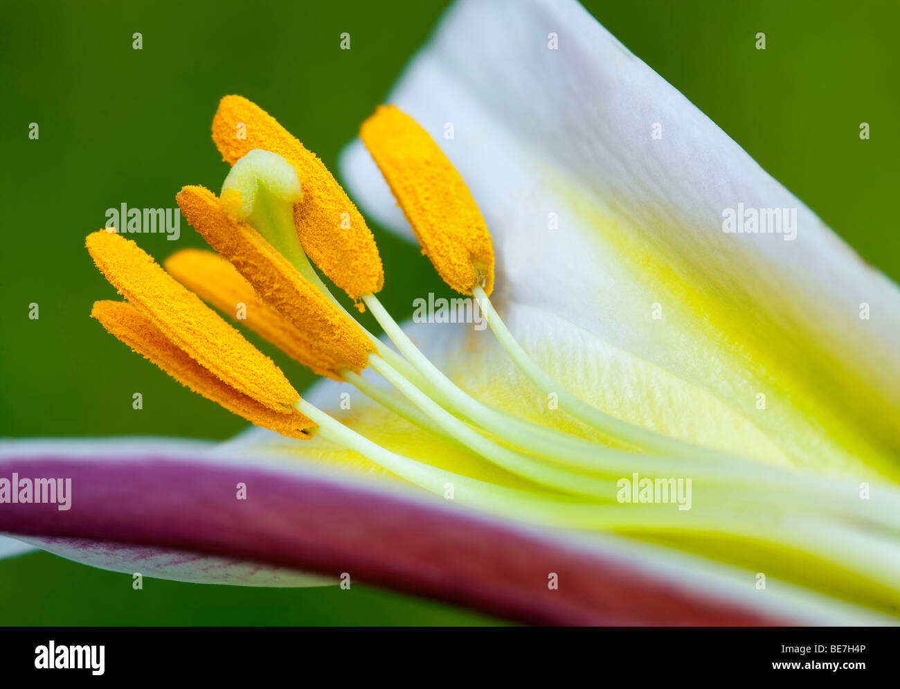 Close up of pistil and anther of Day Lily. Oregon Stock Photo