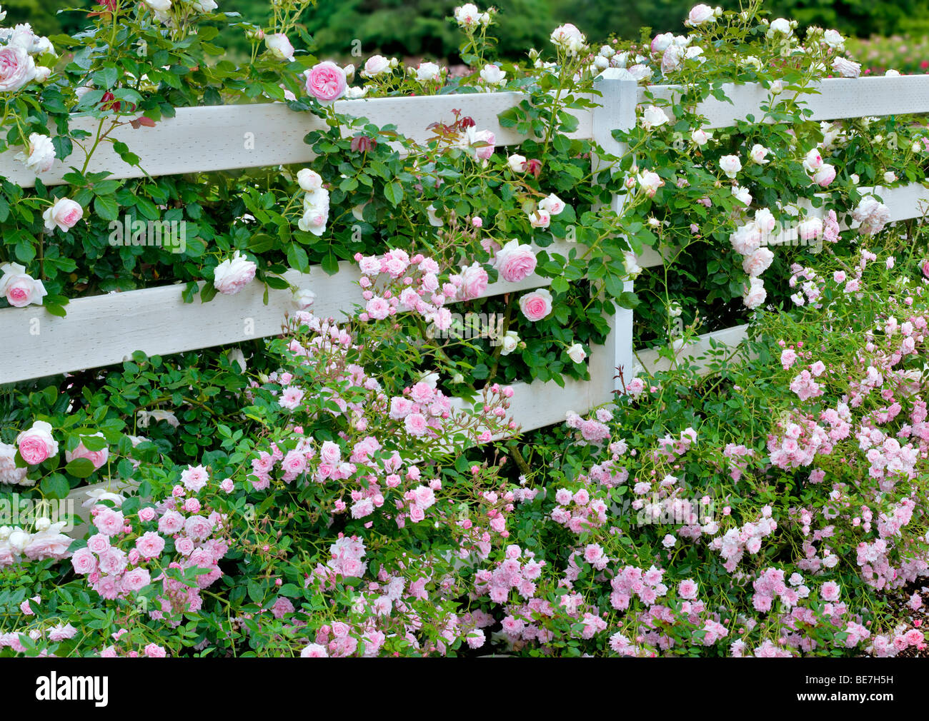 Eden rose hi-res stock photography and images - Alamy