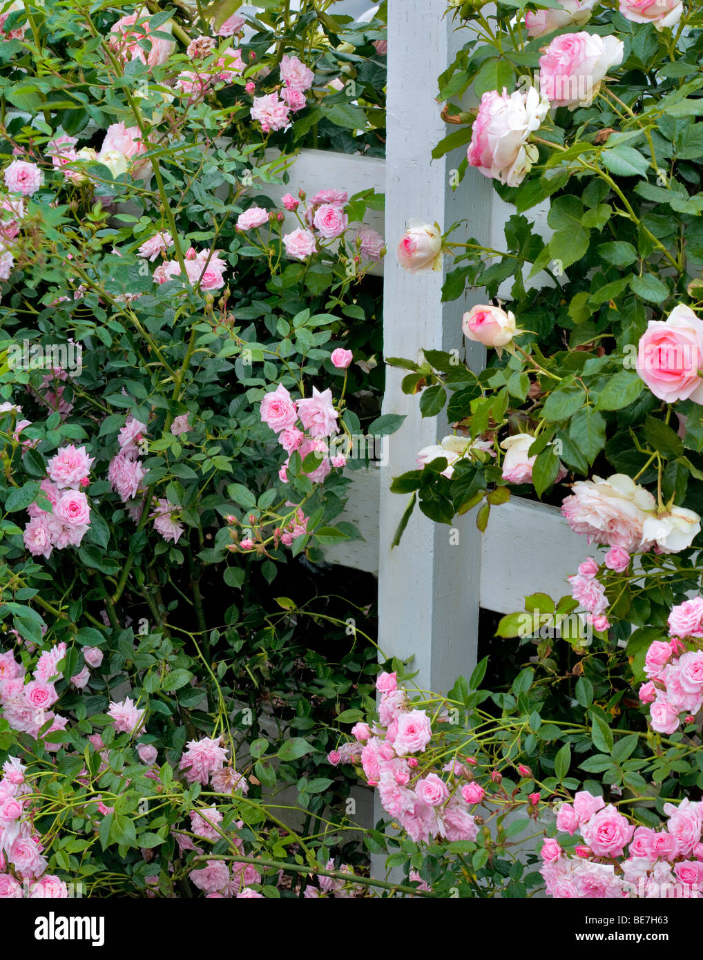 Tropical Twist Miniature Rose and larger Eden Rose on fence at Heirloom Gardens, St. Paul, Oregeon Stock Photo