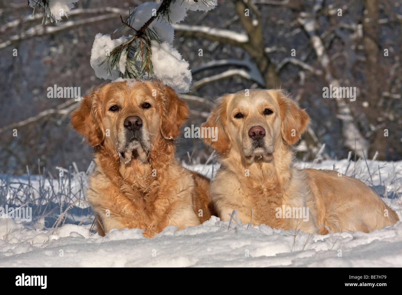 Two Golden Retrievers lying in the snow Stock Photo - Alamy