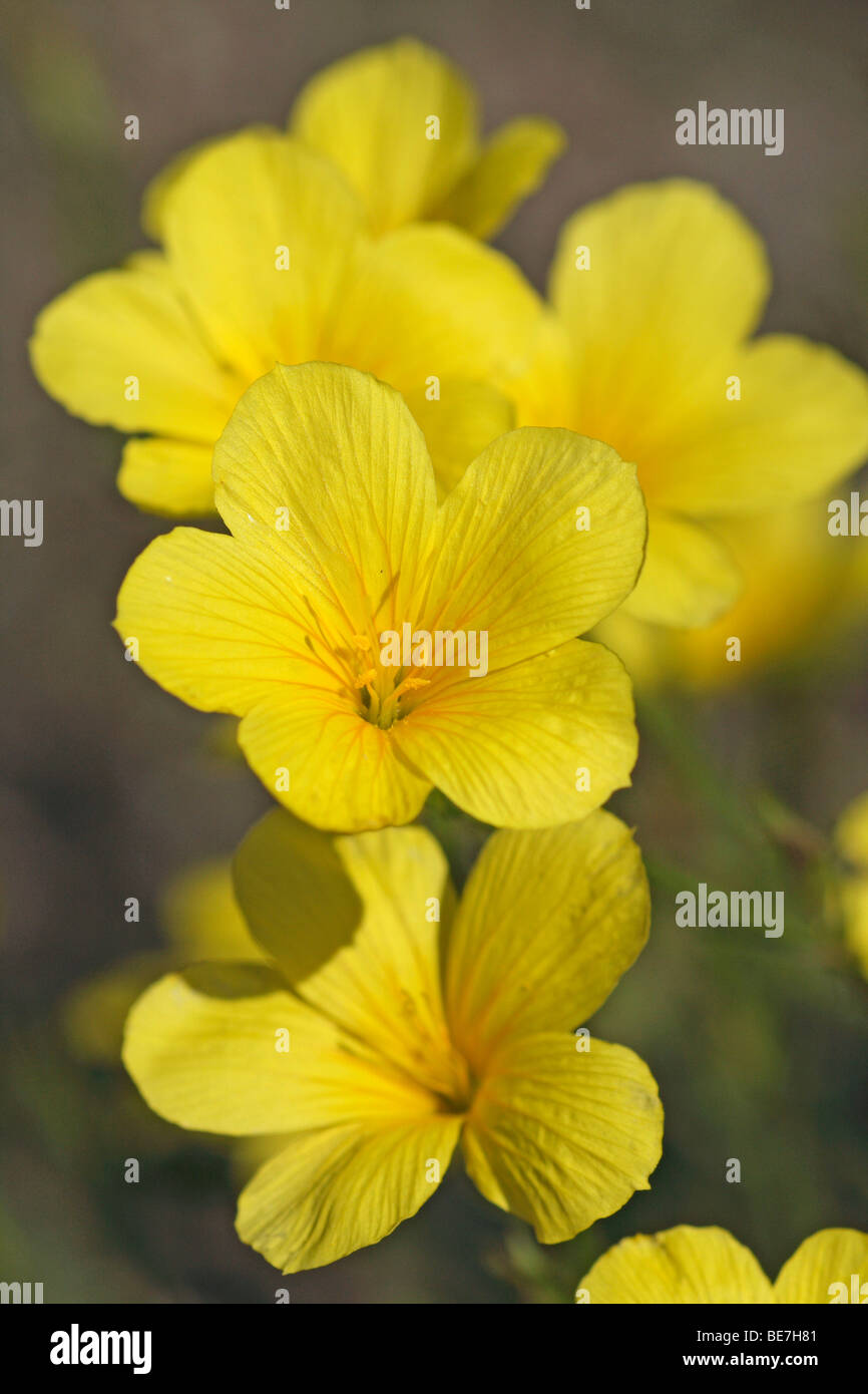 Yellow Flax (Linum flavum) Stock Photo