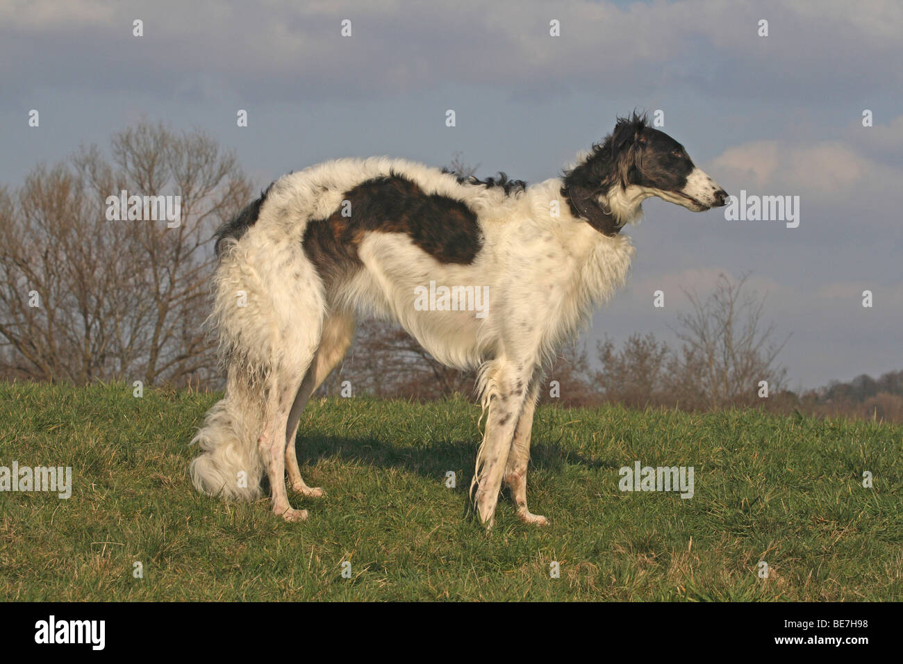 Borzoi standing on a meadow, sideways Stock Photo
