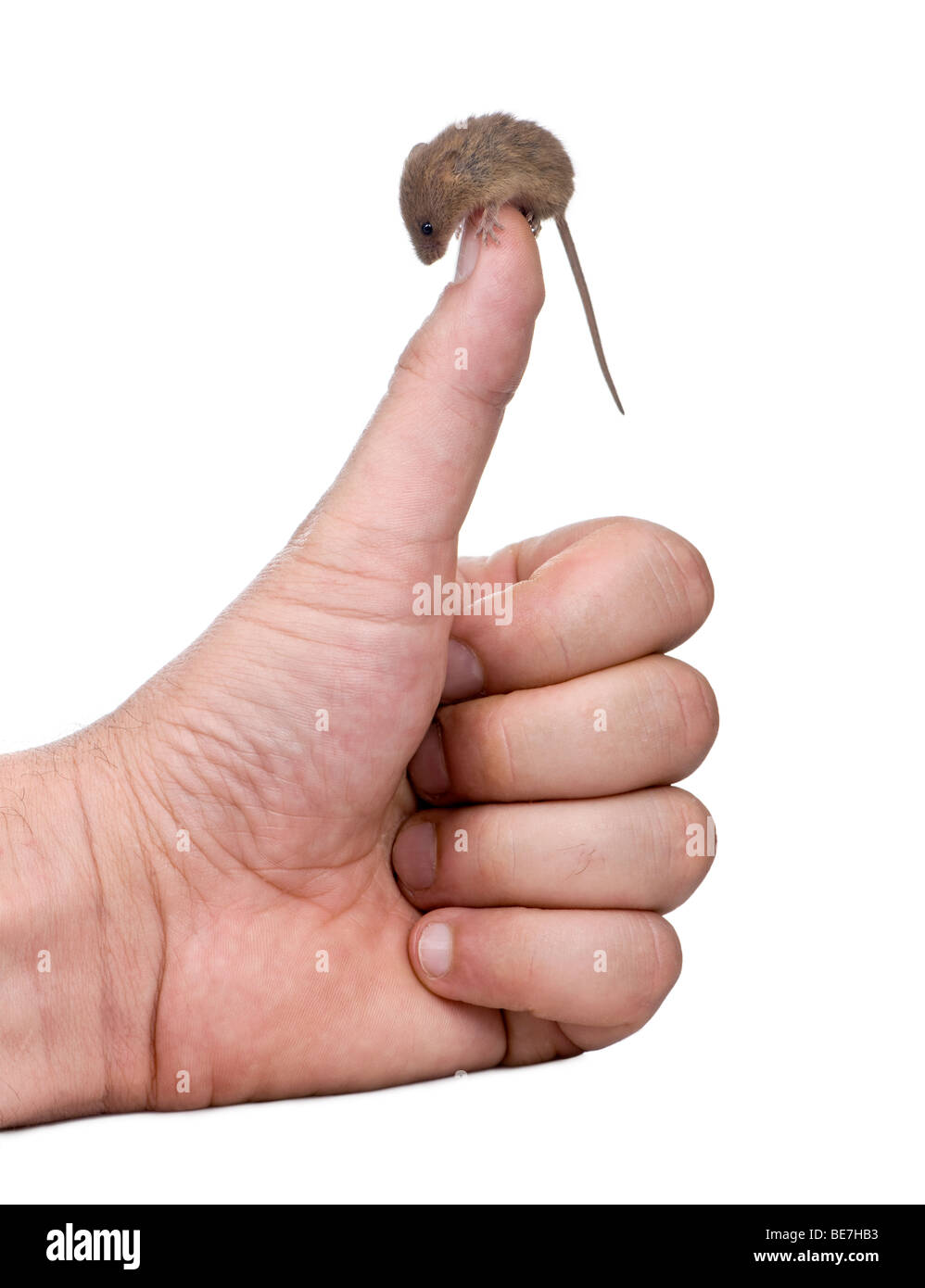 Harvest Mouse, Micromys minutus, perched on man's thumb, studio shot Stock Photo