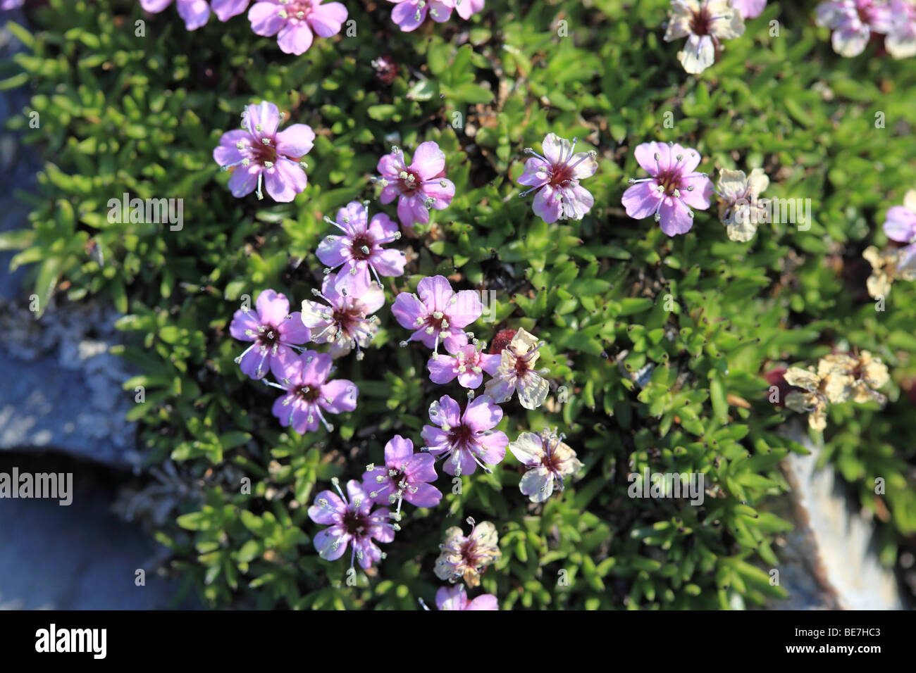 Purple Arctic Flowers Stock Photo