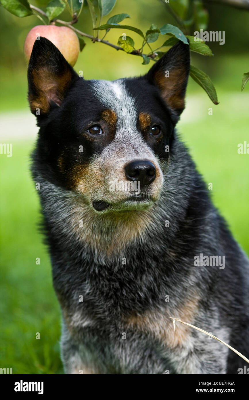 Portrait of an Australian Cattle Dog Stock Photo
