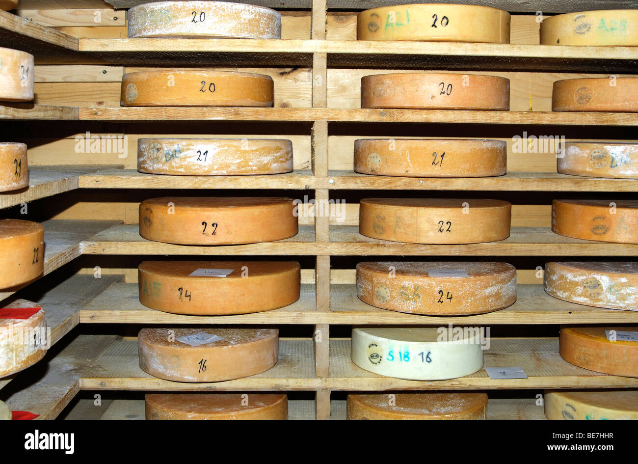 Wheels of Swiss Alp cheese in the storehouse of a cheese dairy