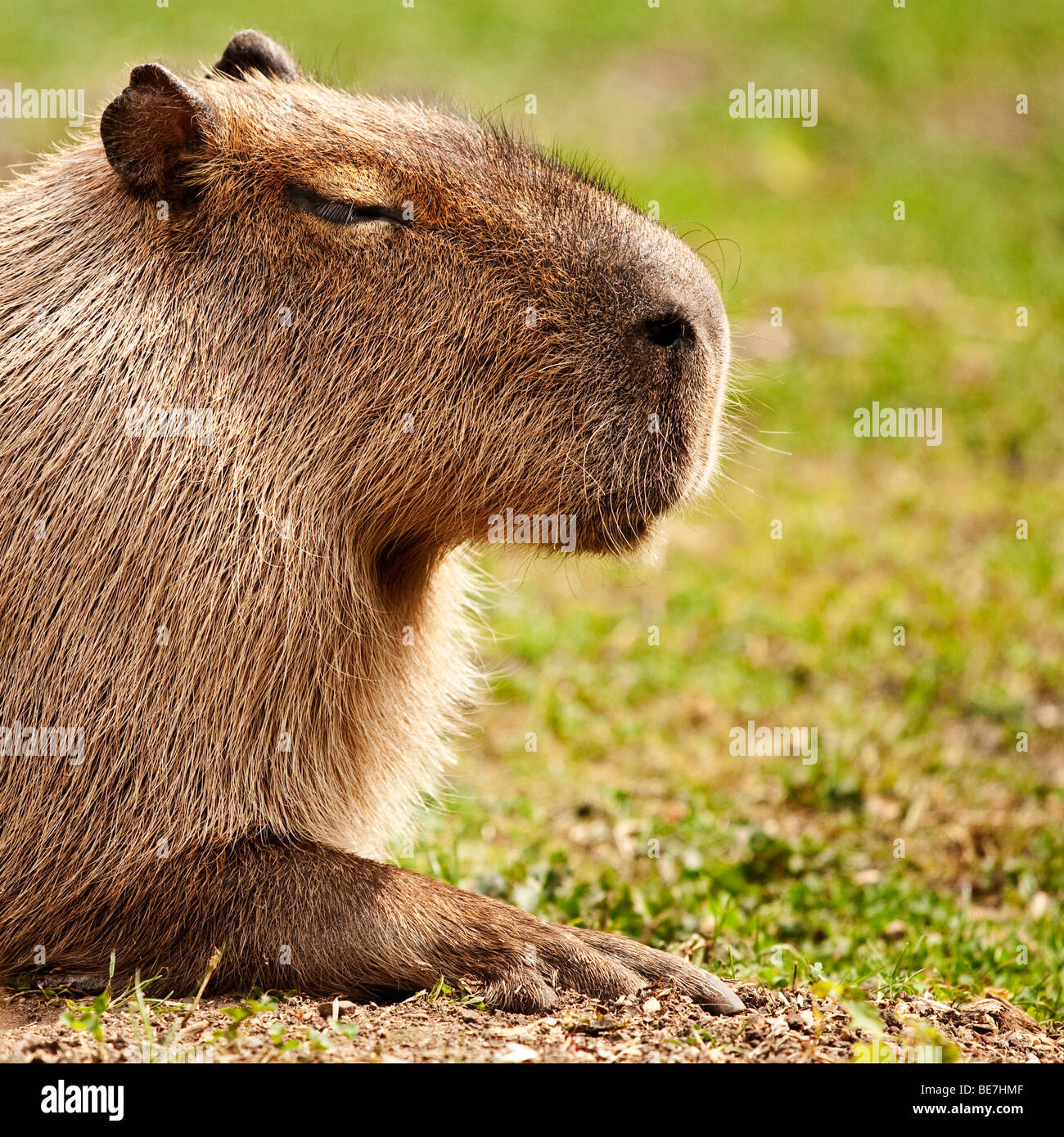 Capybara or water hog (Hydrochoerus hydrochaeris Stock Photo Alamy