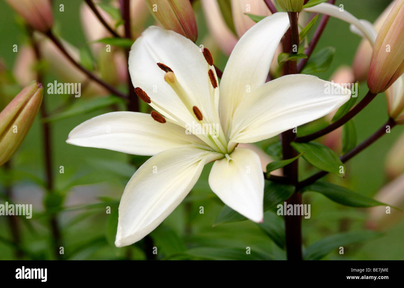 White Lily High Resolution Stock Photography And Images Alamy
