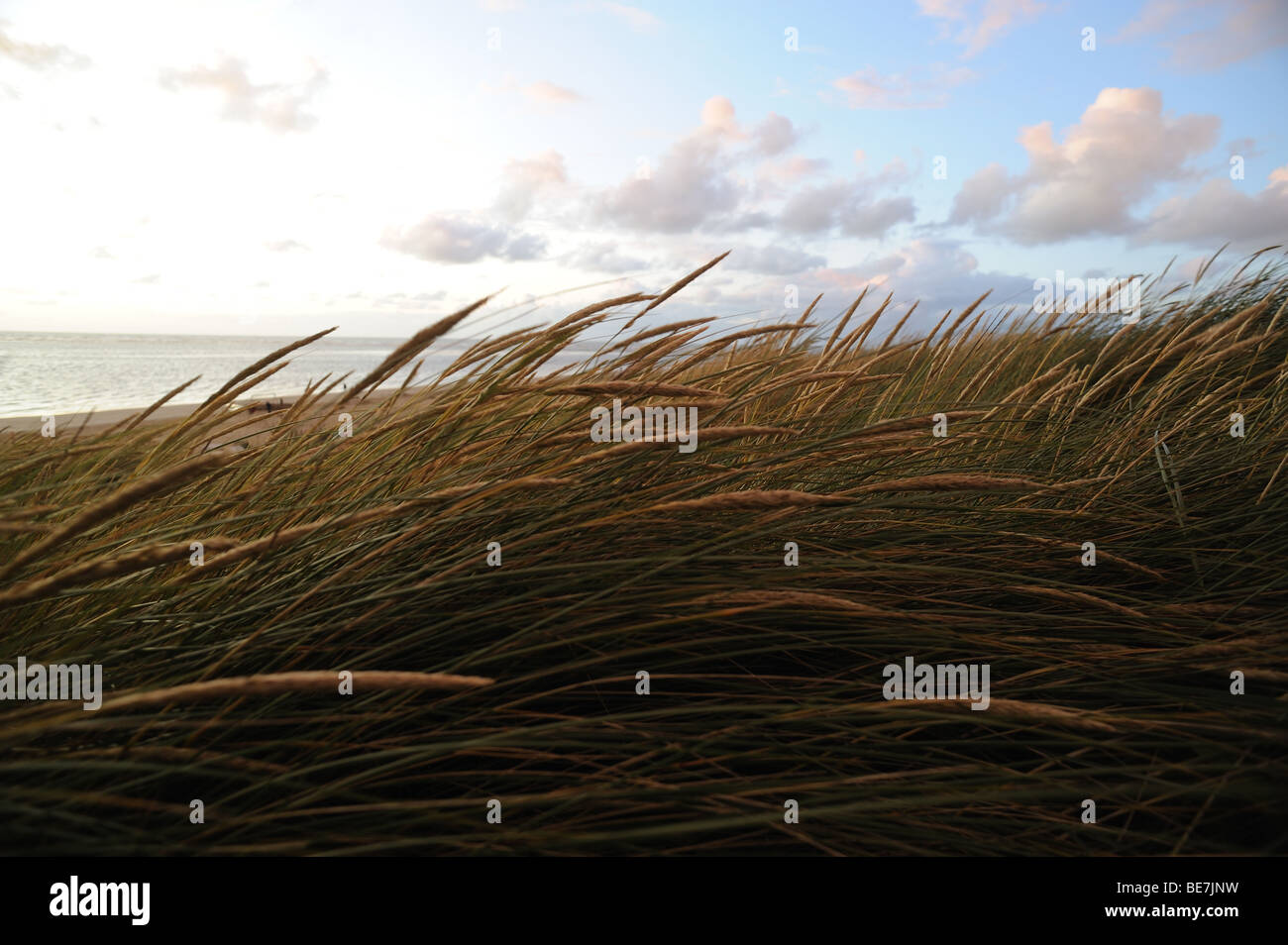 Dunes on a North Sea isand Stock Photo - Alamy