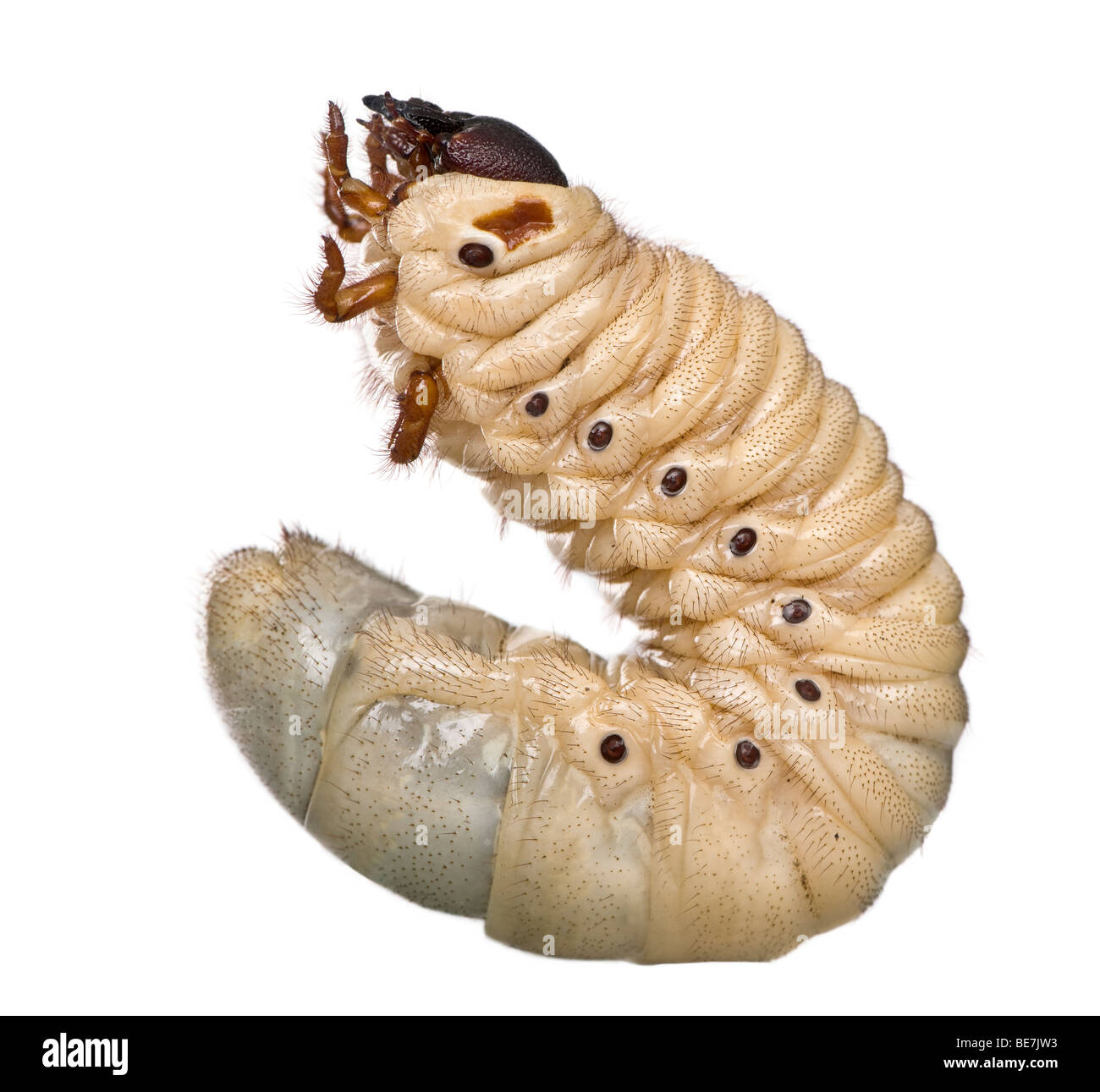 Larva of a Hercules beetle, Dynastes hercules, against white background,  studio shot Stock Photo - Alamy