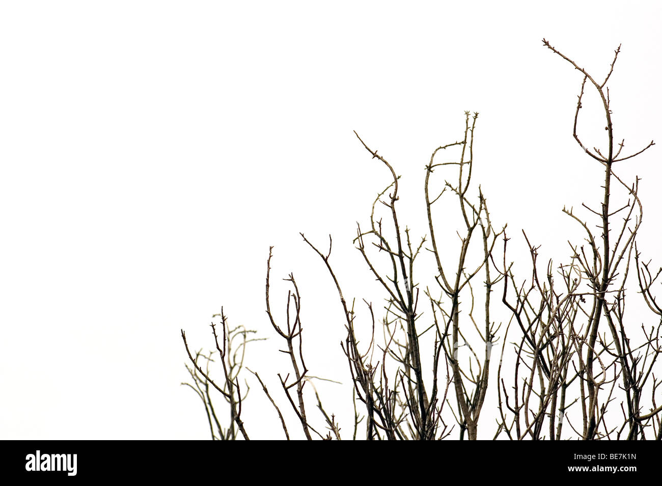 Leafless tree branches against a white background Stock Photo - Alamy