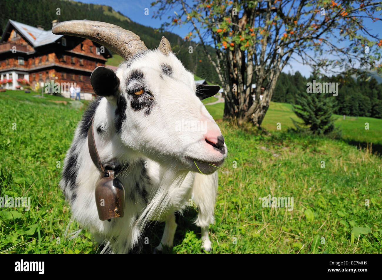 Goat in Baad, Kleinwalsertal valley, Vorarlberg, Allgaeu Alps, Austria Stock Photo