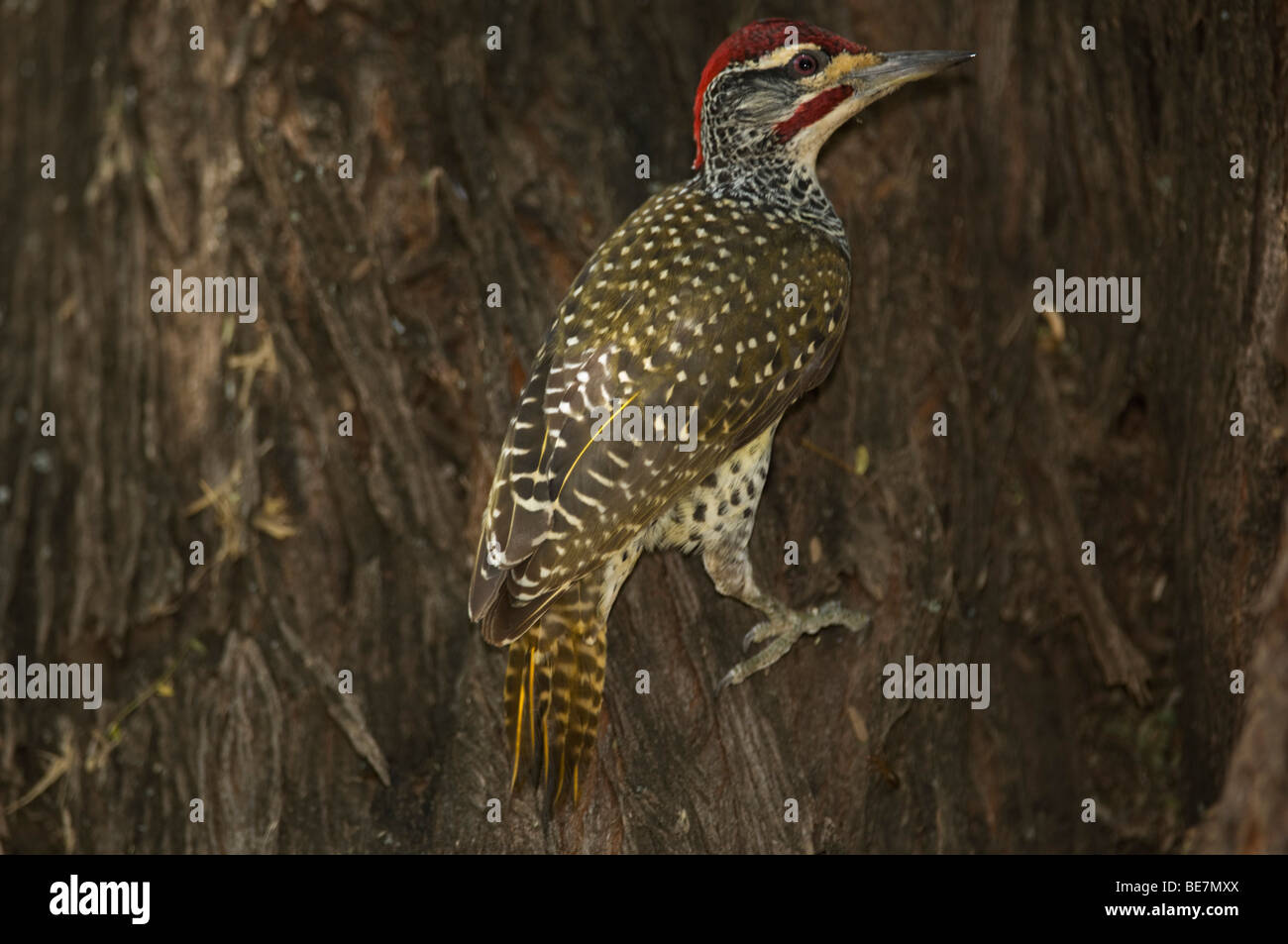 Nubian woodpecker (Campethera nubica), Lake Baringo, Kenya Stock Photo