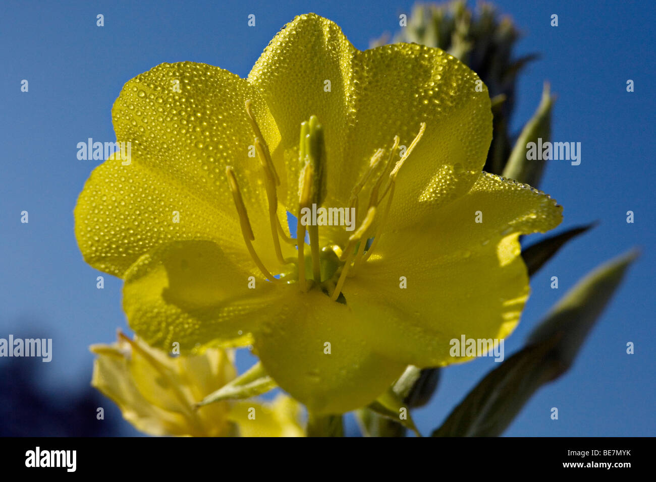 Oenothera biennis Evening primrose or Evening star flower in close-up Stock Photo