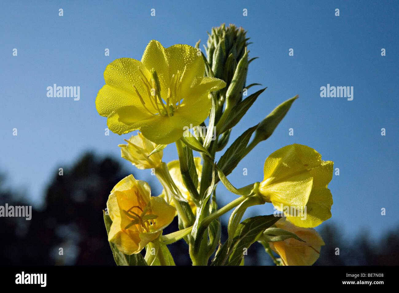 Oenothera biennis Evening primrose or Evening star flower in close-up Stock Photo
