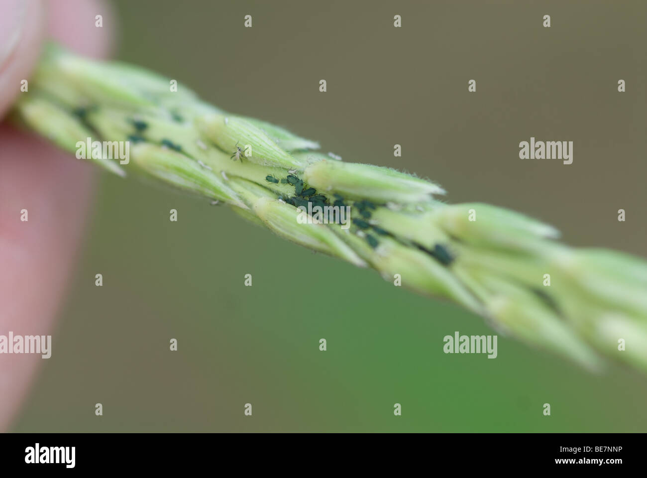 Aphids and Ladybugs on corn Stock Photo - Alamy