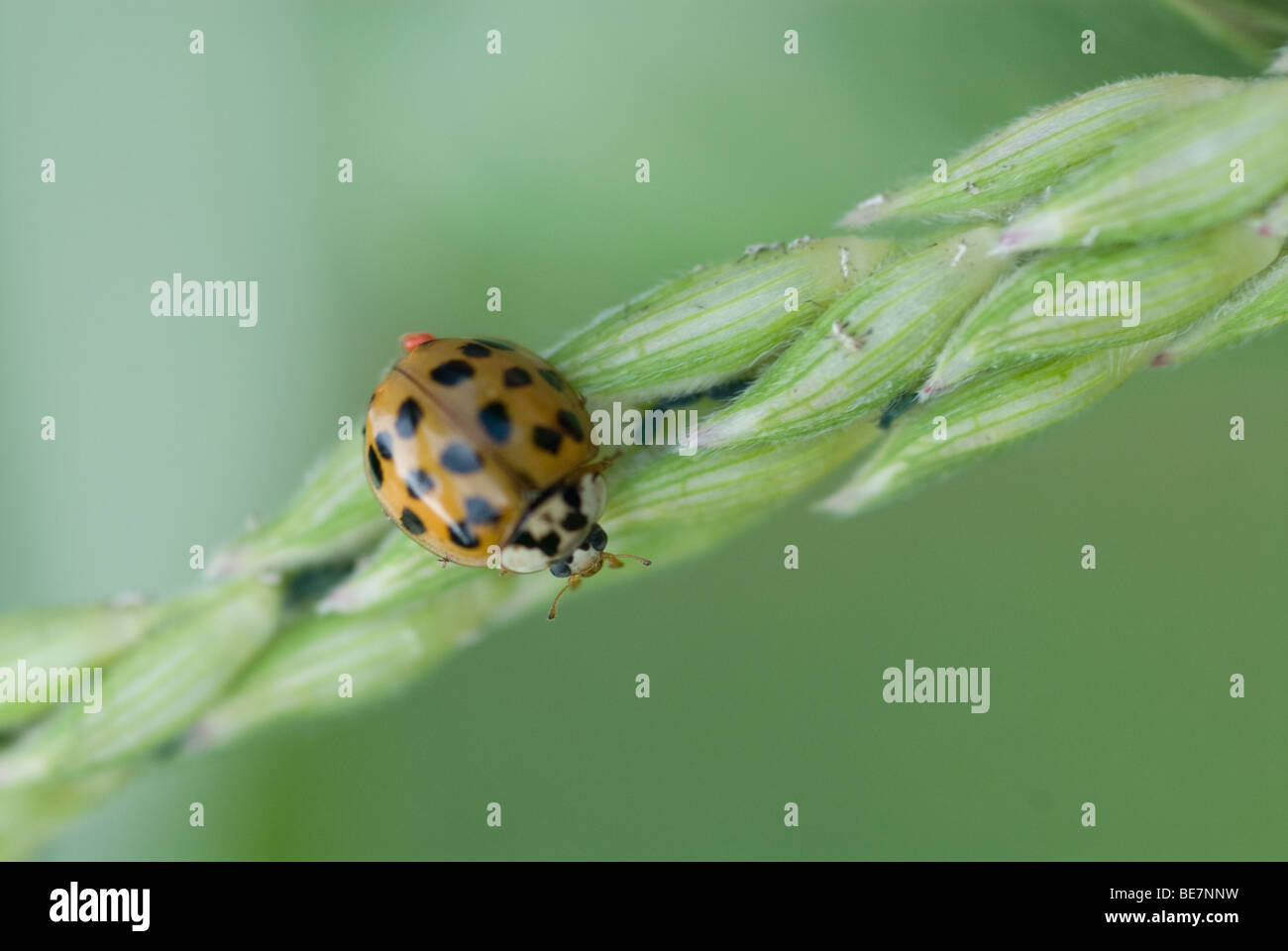 Aphids and Ladybugs on corn Stock Photo