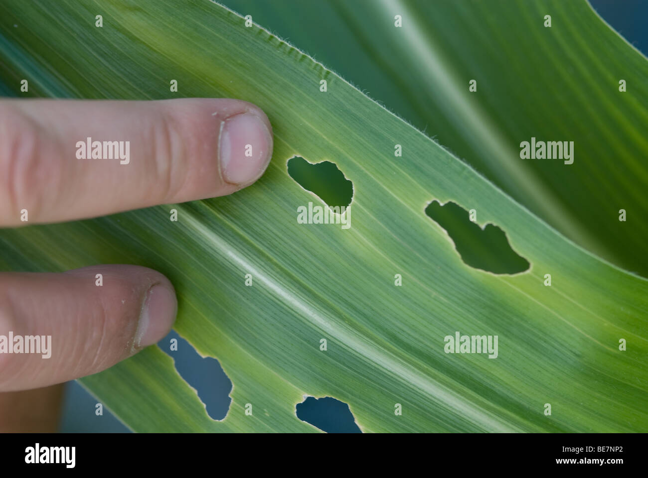 European corn borer and damage Stock Photo