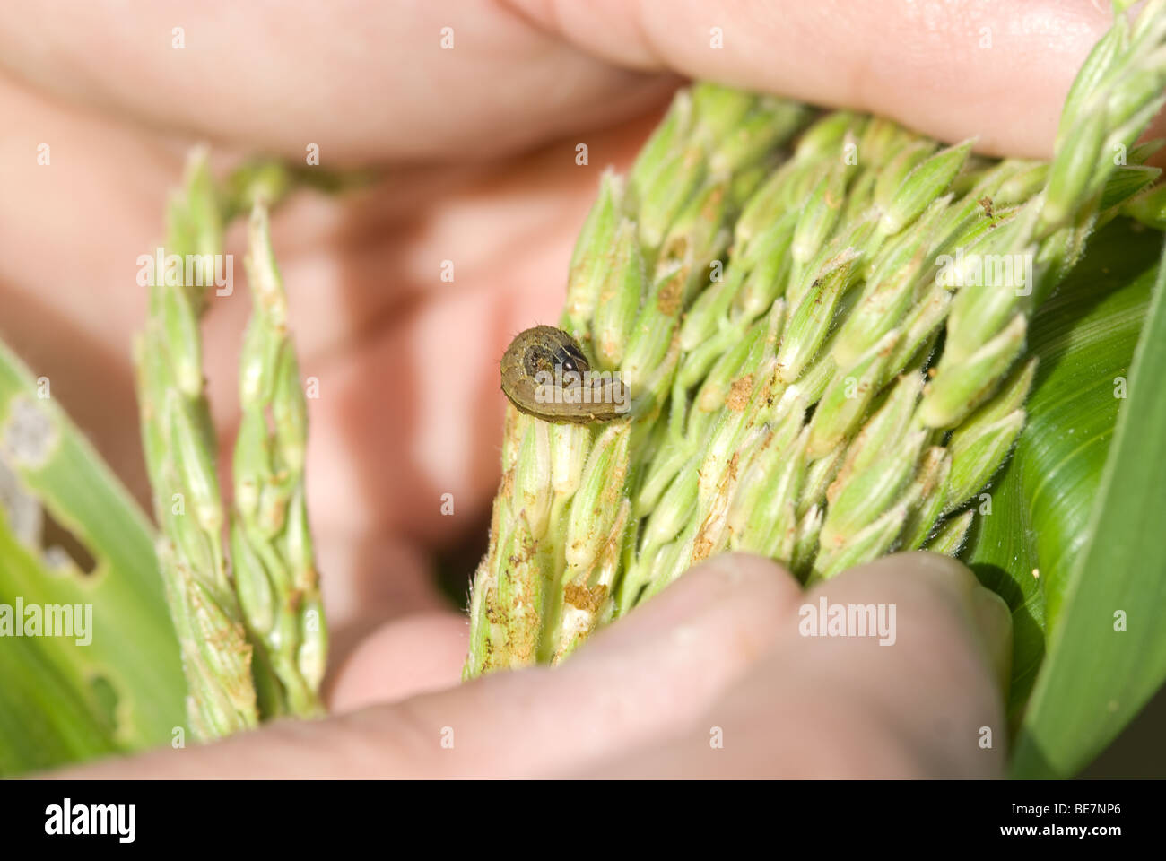 European corn borer and damage Stock Photo Alamy