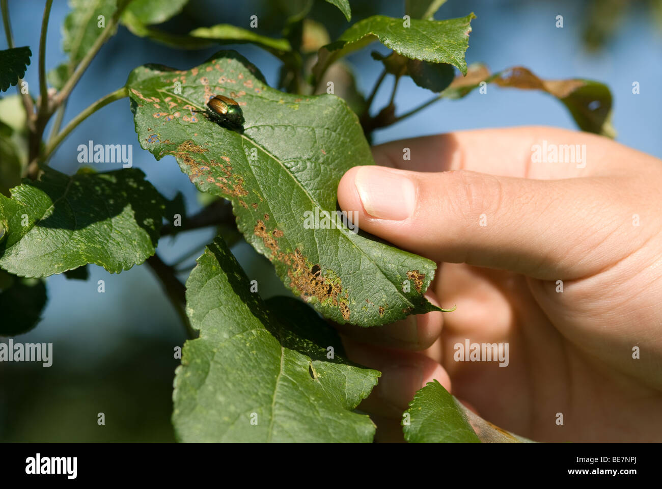 Japanese Beetle on apple plant leaf Stock Photo