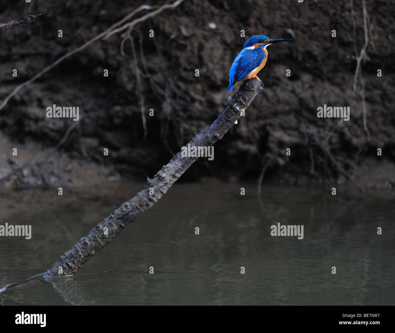 King fisher sitting on branch waiting for prey Stock Photo