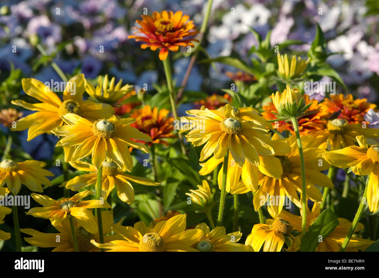 University of Maine Cooperative Extension Stock Photo Alamy