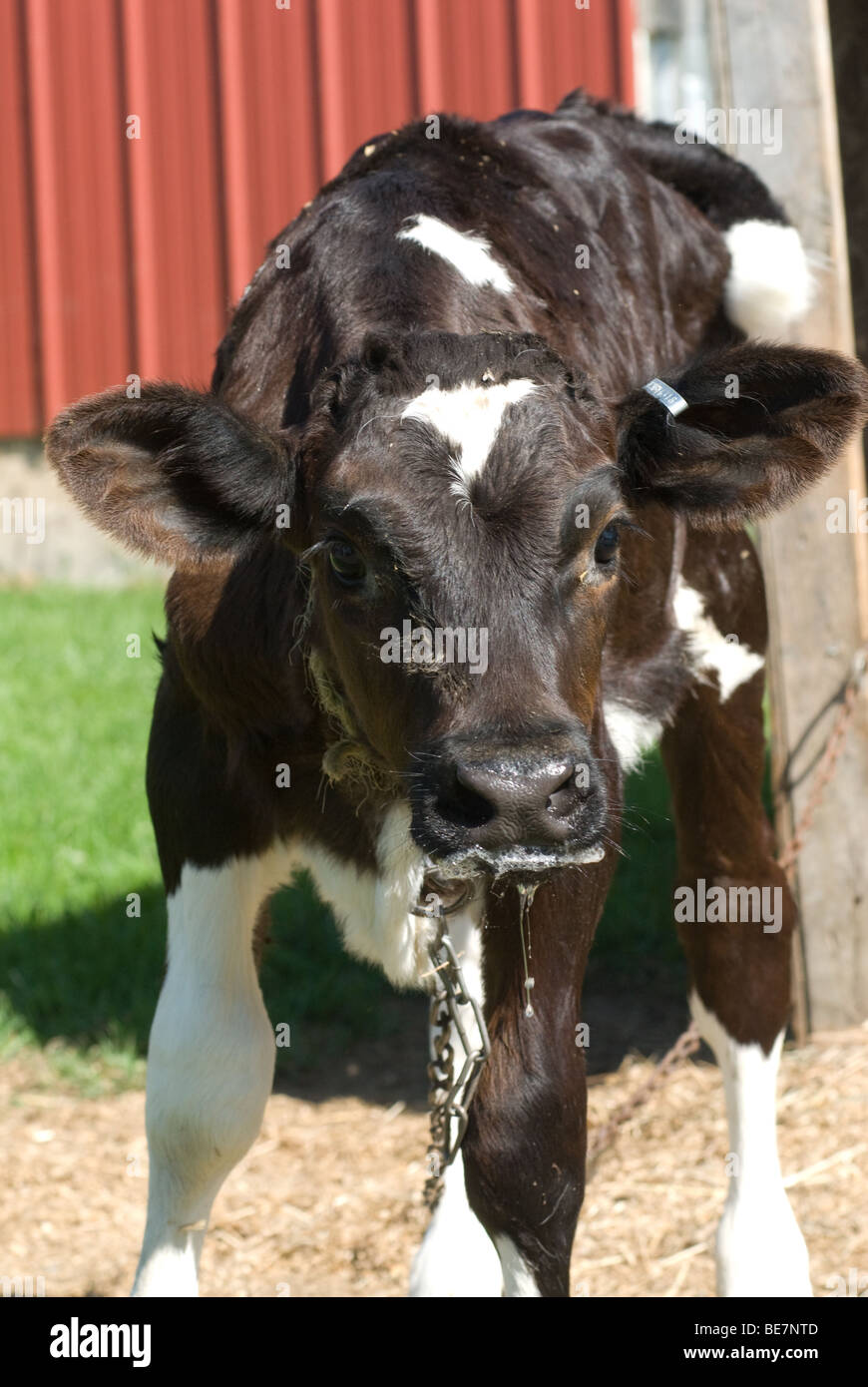 Black and white Calf Stock Photo Alamy