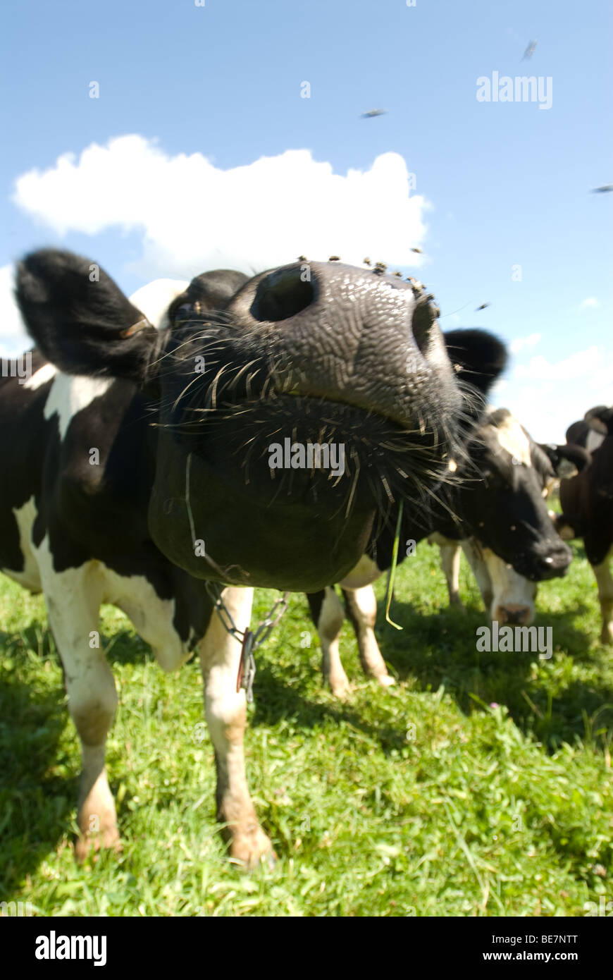 Close up of Cow Stock Photo - Alamy