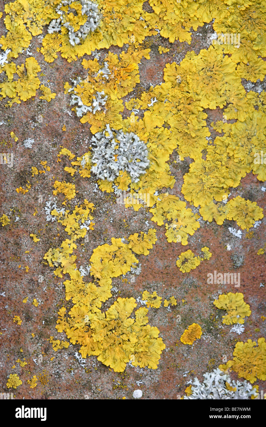 Lichen (Xanthoria parietina) growing on tile, England, UK Stock Photo