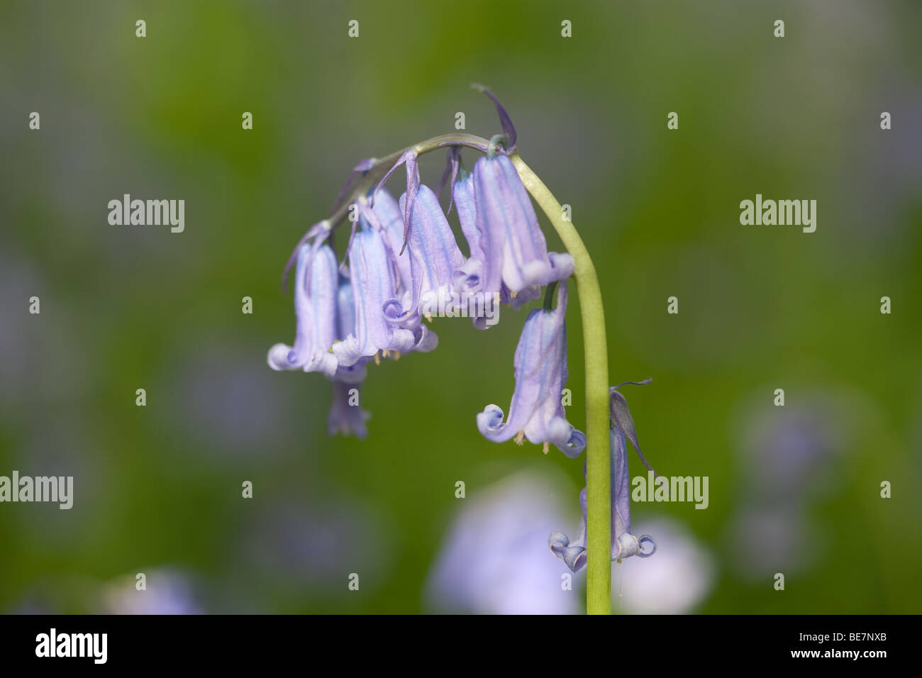Bluebell in Sussex woodland Stock Photo