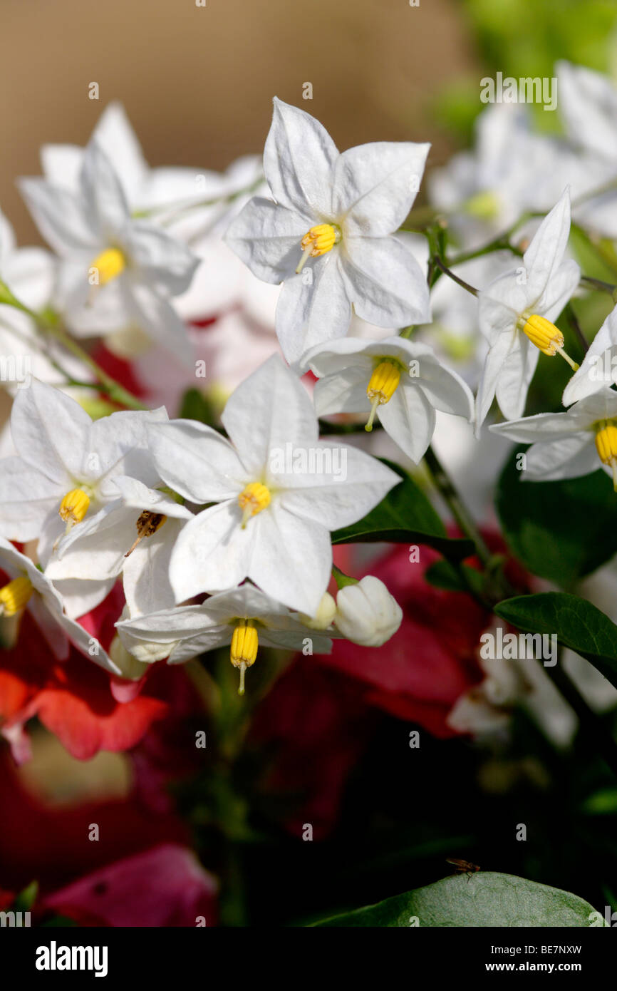 Potato vine (solanum jasminoides album) flowers, England, UK Stock Photo