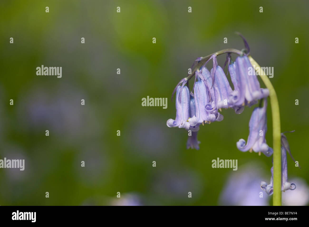 Bluebell in Sussex woodland Stock Photo