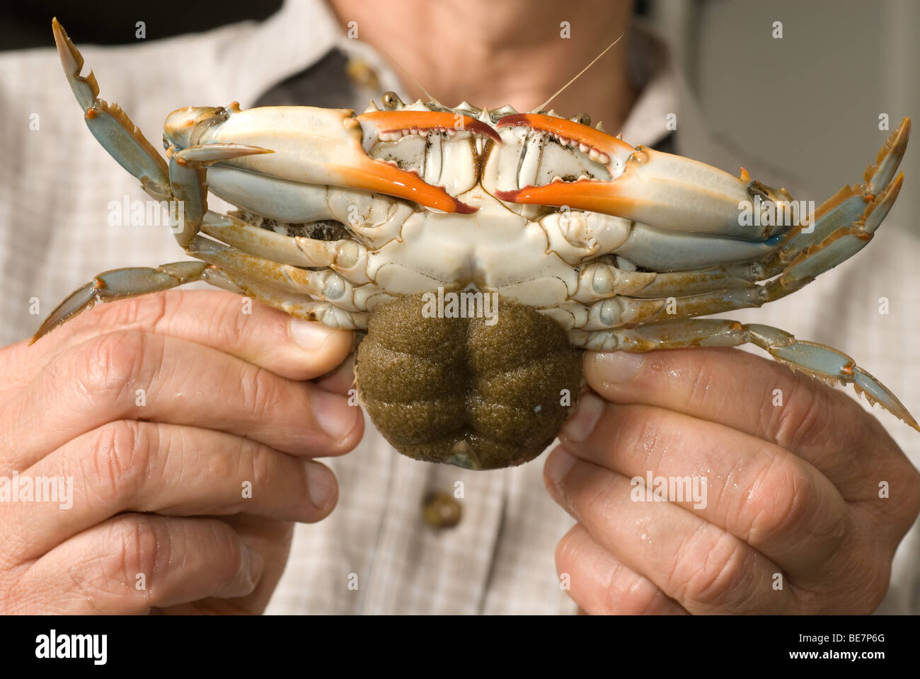 Male holding Crab Crab breeding at COMB in Baltimore Stock Photo Alamy
