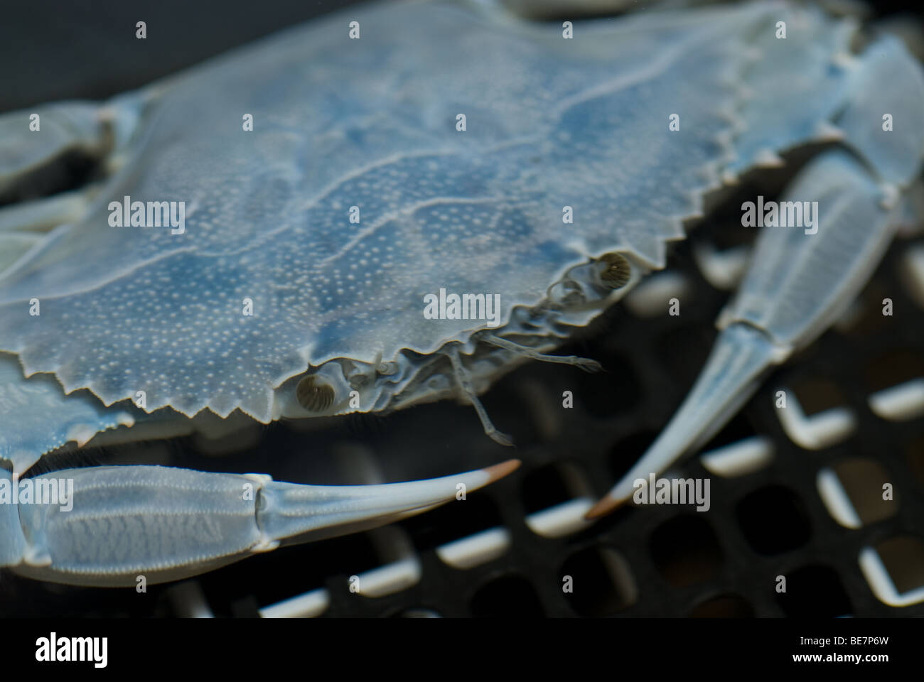 Crab up close hi-res stock photography and images - Alamy