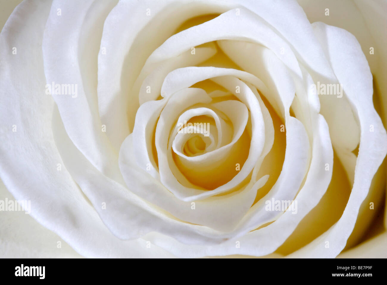 White rose flower (Rosa genus) detail close up Stock Photo