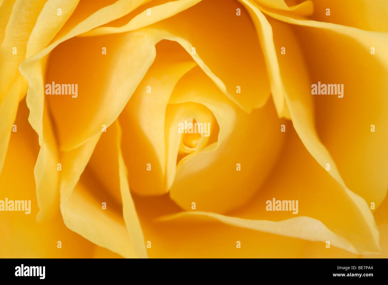 Yellow rose (Rosa genus) flower petals close up Stock Photo - Alamy
