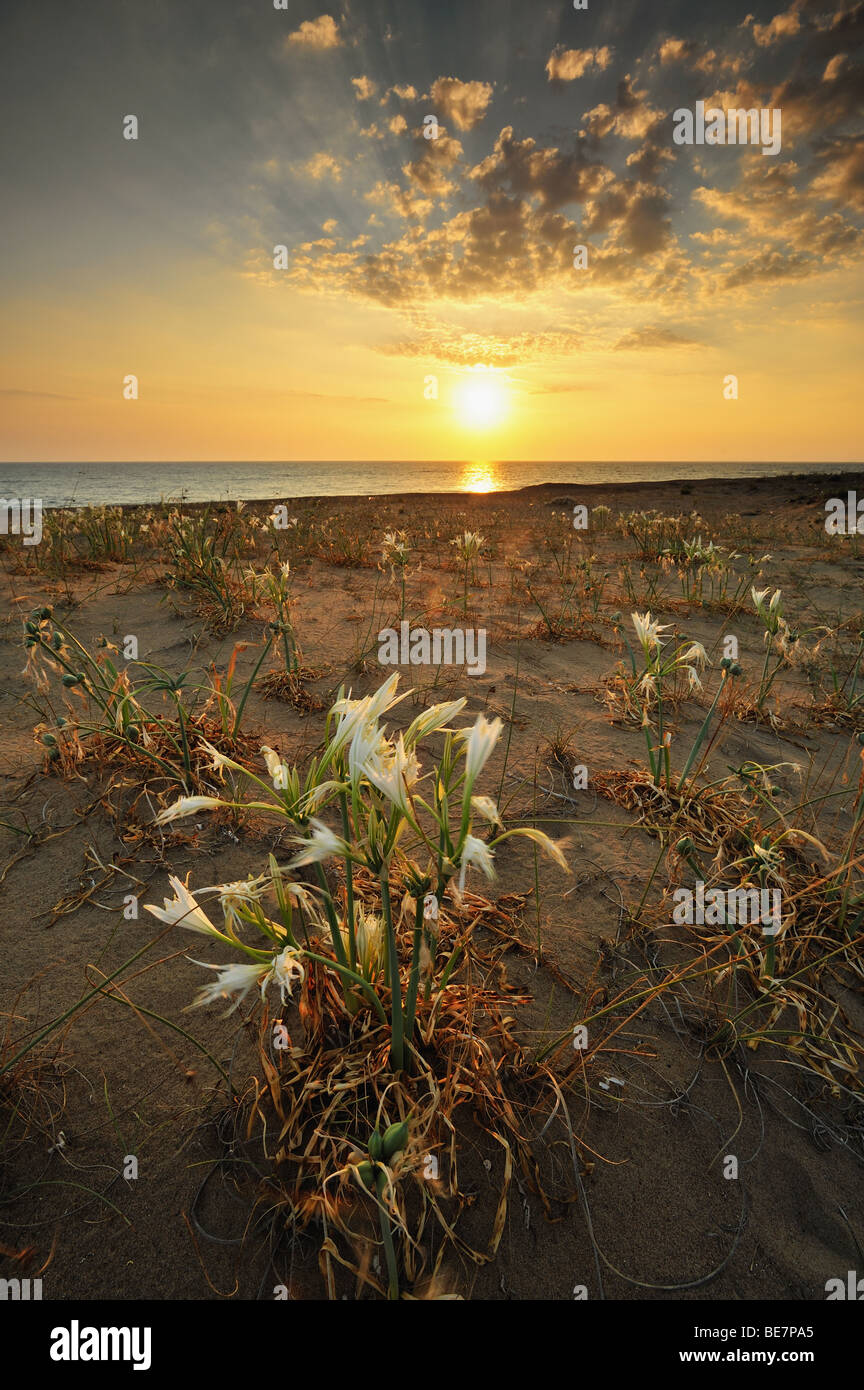Coastal field at sunset full of Pancratium Maritimum flowers Stock Photo