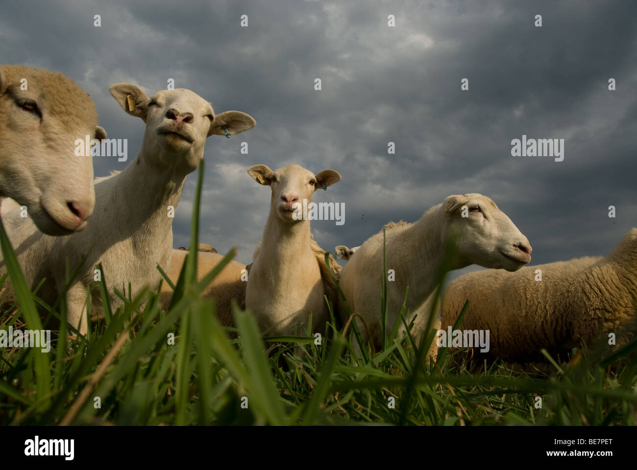 Sheep grazing in pasture Stock Photo - Alamy