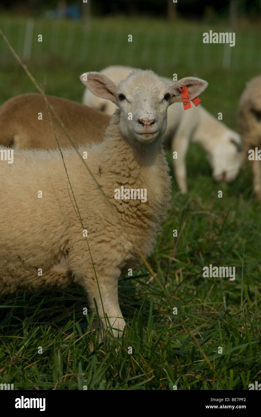 Sheep grazing in pasture Stock Photo - Alamy
