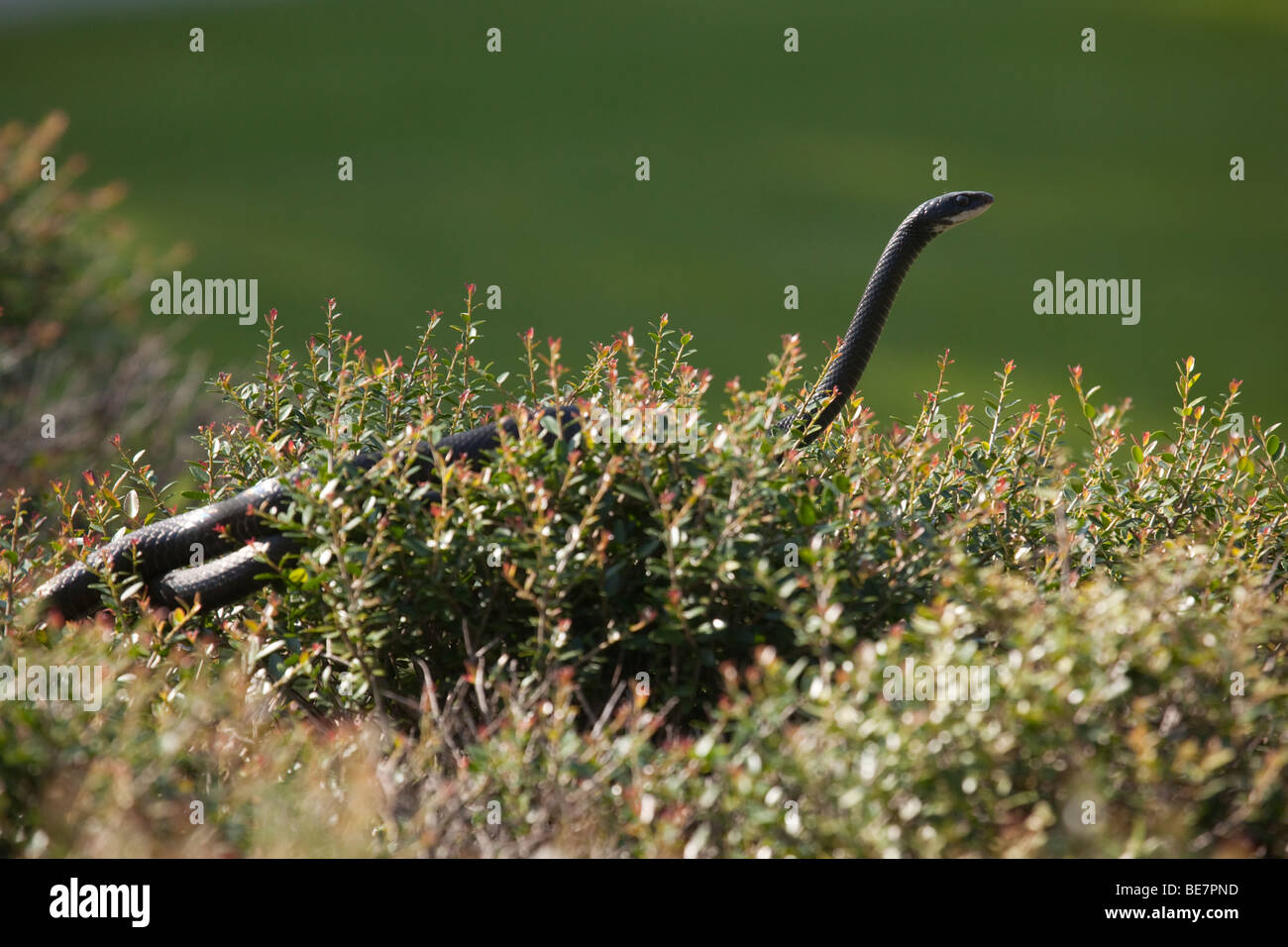 Black racer snake emerging from a shrub Stock Photo