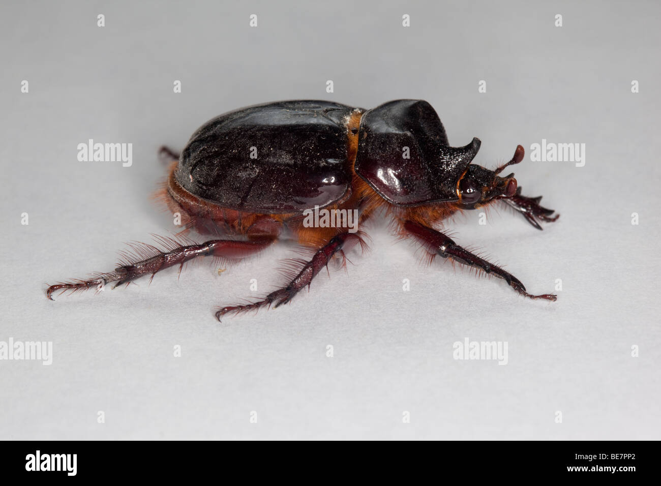 beetle rhinoceros images