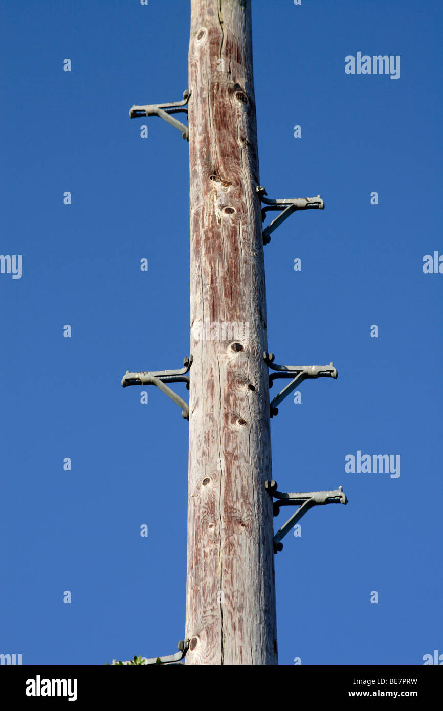 Wooden telegraph pole / pylon England , UK Stock Photo