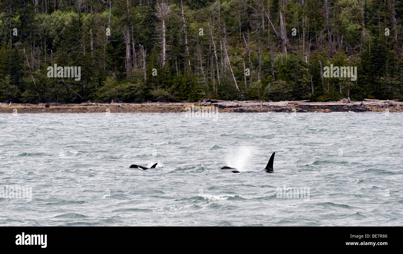 'Killer Whales feed during a large swell.'  (' B / W Image = Alamy BE7R9E )' Stock Photo