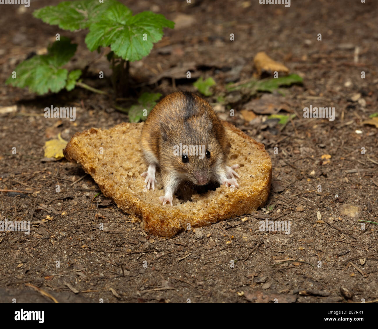 The wild wood mouse eats a free lunch Stock Photo Biology Diagrams