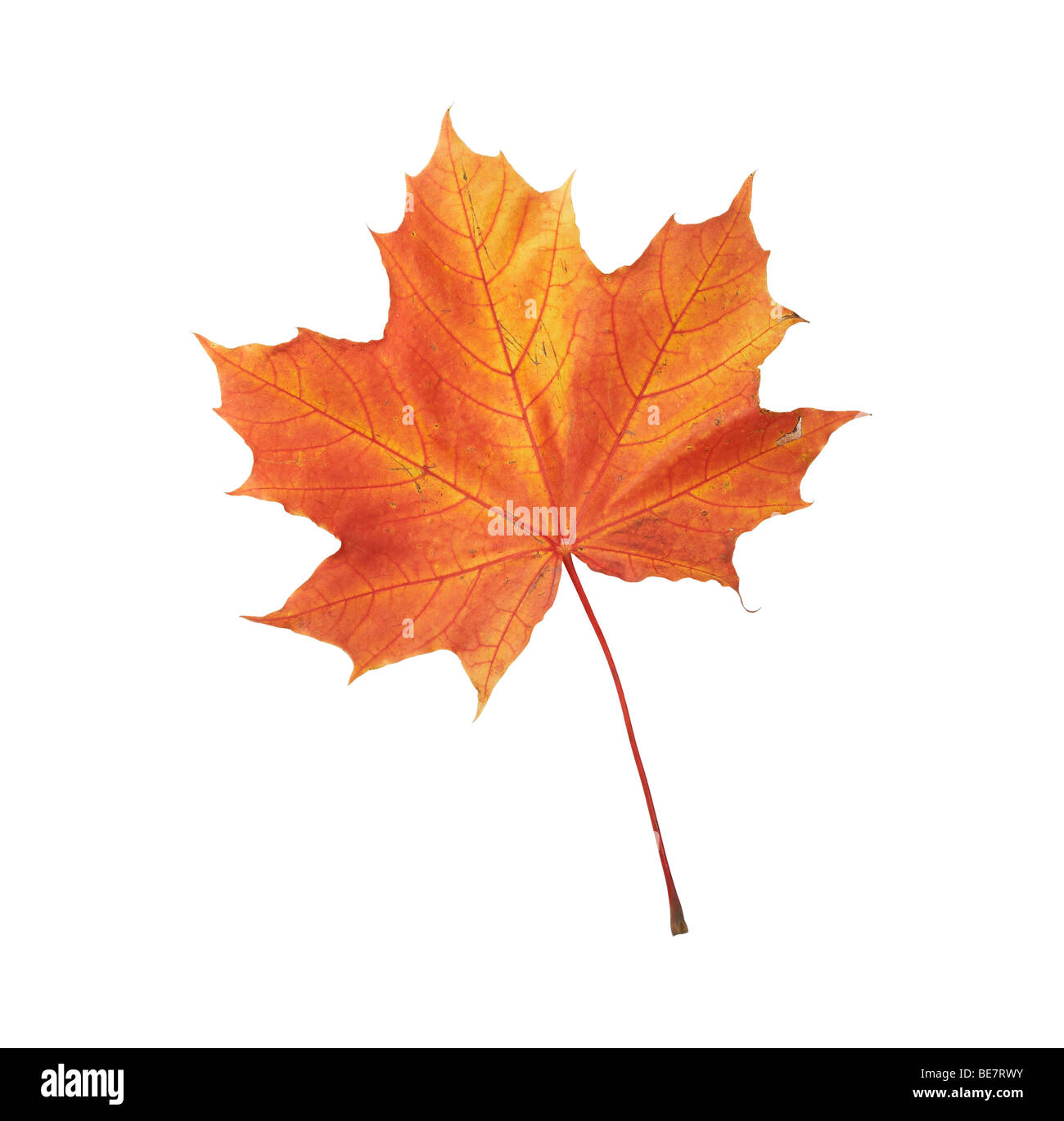 Maple autumn leaf isolated on white background Stock Photo - Alamy